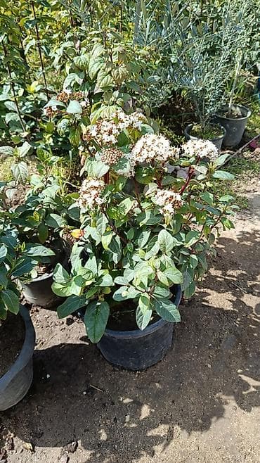 ucuz guller: Kalina gülləri — 3