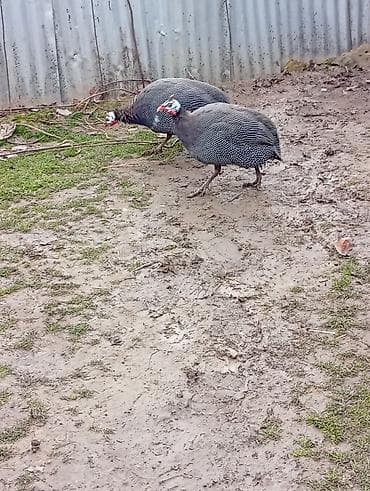 amerika devequsu haqqinda melumat: 1erkey 2fere satilir unvan Şamaxi,yaxin yerlere gondermey — 3