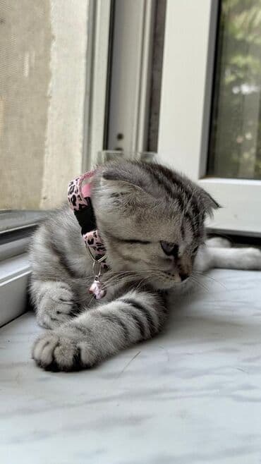 pişik boyunbağı: Şotland yastı qulaq — 3