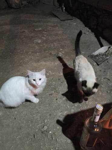 pişik şekileri: Siam — 3