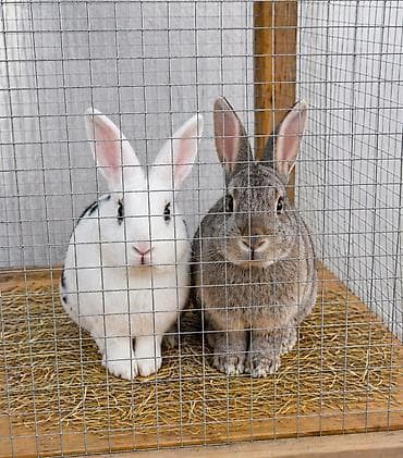 Satilir erkek ve diwi.ikisi bir yerde 20man.unvan bine.Ev dovşanları –