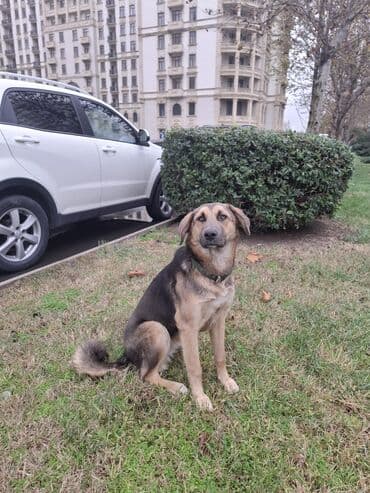 alman qurdu it: 2 il, Dişi, Ünvandan götürmə — 2