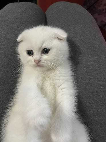 it cinsi adlari: Şotland yastı qulaq — 2