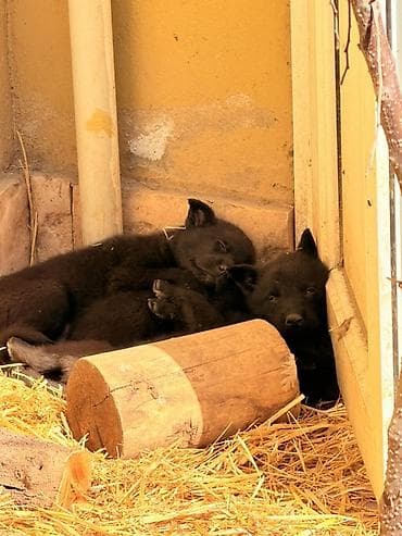belçika afçarkasi: Belçika çoban iti, 1 ay, Dişi, Peyvəndli, Pulsuz çatdırılma — 5