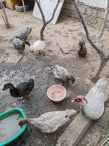 Quşlar: Balacalar 15 m Böyuklər 45m Muscovy ördəkləri (indo duck) – müxtəlif — 4
