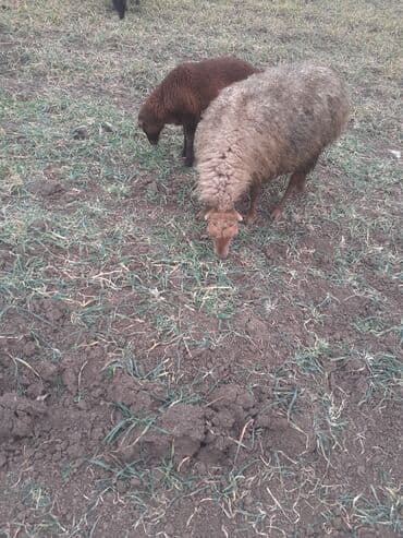 K/t heyvanları üçün mallar: Cidi şəxslər zəngin vursun yesinə 3 qardı erkədi balsı — 2