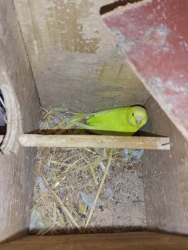 Pişiklər: Dalmaçı qayığı (nimfa/paraket) üçün yuvalama qutusu və cüt dalğıc — 1