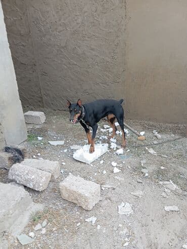 доберман купить: Doberman, 1 il, Dişi, Peyvəndli, Ünvandan götürmə — 2