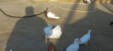 həyət qazı: Satılır: bəzək göyərçinləri dəsti - Növ: bəzək və uçuş üçün saxlanan — 5