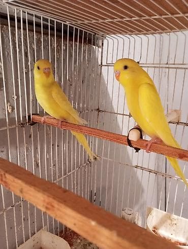 Bir cutu 25 manat rengler muxdelifdi unvan Bileceri Xüsusiyyətlər: -