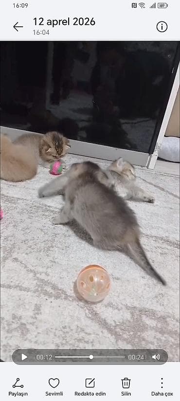 golden sinsilla: Qızıl şinşilla, Dişi, Yaxşı əllərə, Ünvandan götürmə — 2