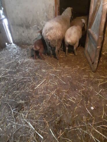 xacmazda satilan inekler: Biri birci qarndı bir 2ci bir 4 qardı quzun bir erkeydi 2si dişdi cidi — 7