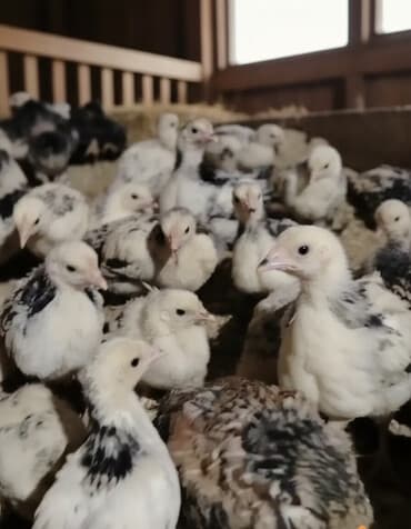 ordək cucəsi: Toyuq cücələri, Ətlik — 1