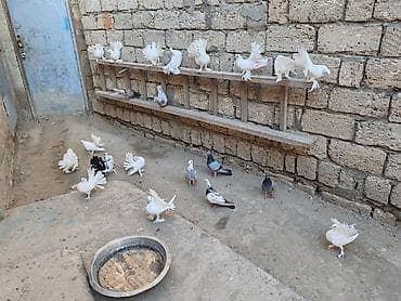 Pavlinler satılır, 15 manat bir denesi, 12-13 ədəd heyvandır