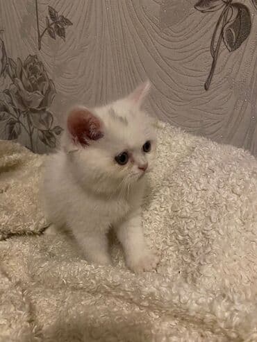 продам котенка британца: Dişi, Ödənişli çatdırılma — 2