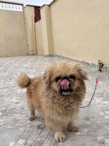 qafqaz coban iti sekilleri: Pekines, 1 il, Erkek, Pulsuz çatdırılma — 3