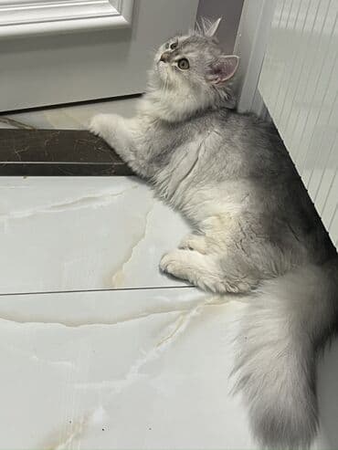 Pişiklər: Şinşilla, Dişi, Yaxşı əllərə — 3