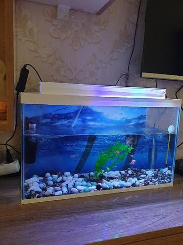 akvaryum baligi: Dördbucaq akvarium, Balıqlarla birlikdə, 30 l — 5