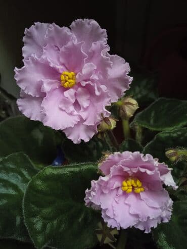 копилка на 100 тысяч сом таблица: Цветущие фиалки.По 8м — 2