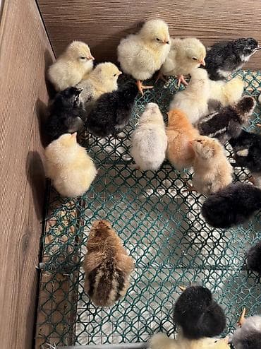 quş adları: 2 günüydülər 

Əldə az qalıb 1 əd 0.65 qəpiy

Ünvan binəqədi — 7