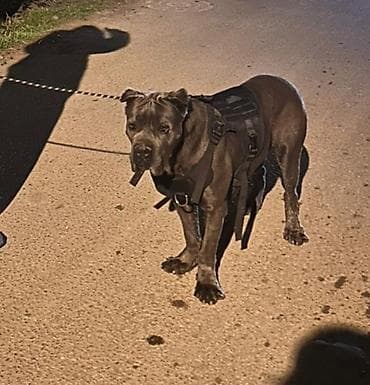 it ucun sinəlik: Güclü və iri cins it üçün peşəkar yürüş dəsti Məhsulun tərkibi: - — 3