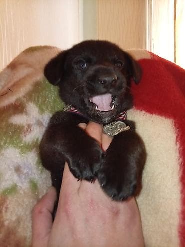 it balasi satisi: Peyvəndli — 3