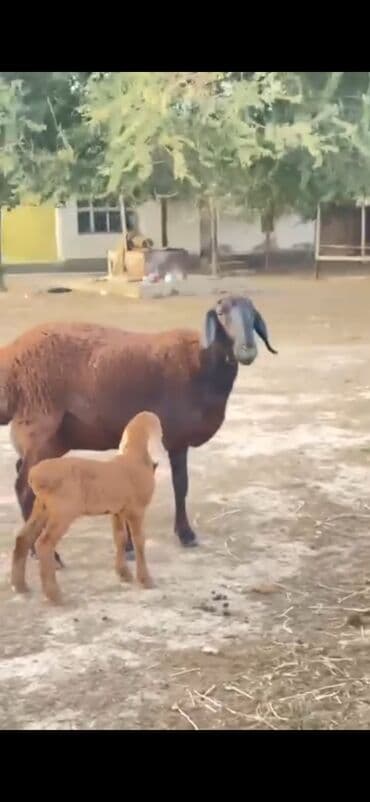 karlik dovsan satisi: Gissar sortu ana bala — 3