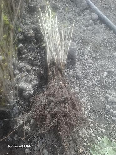 heserat yeyen bitki: Məhsul: Açıq köklü meyvə ağacı tingləri (şitillər) Təsvir: - Açıq — 7