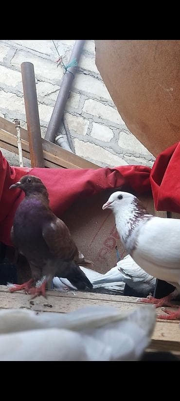 ababil quşu: Salam Aleykum Goyercin satilir Cutu 30 azn Tekce Qirmizi boyun Qirmizi — 2