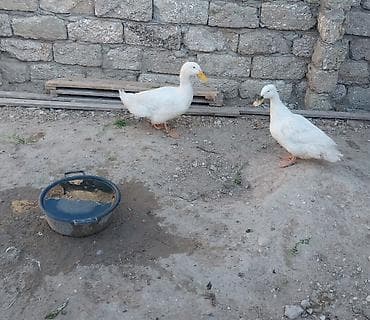 goyercin berde type 0: Təmiz 1 cüt Pekin ördəyi satılır.1 illikdir — 2