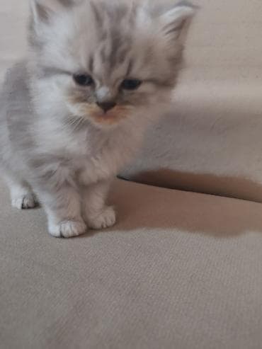 haski balasi satilir: Erkək, Yaxşı əllərə — 3