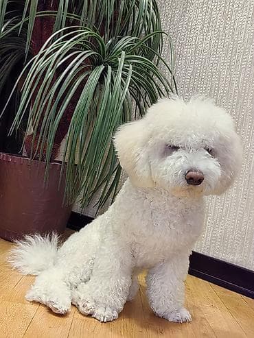 itlərin cütləşdirilməsi: Bişon Frize, 6 ay, Erkek — 4