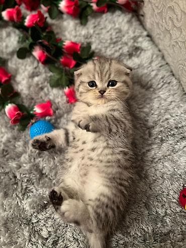 pulsuz pişik: Britan, Erkək, Dişi — 5