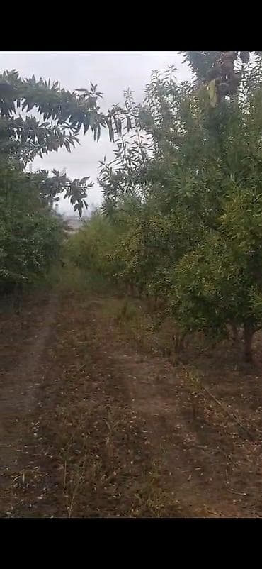 quru çay: Məhsul: Badam bağından təzə yığılmış badam (qabıqlı) Təsvir: - — 5