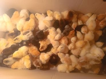 Оборудование для бизнеса: Ordek ve to

Ünvan: Göy Göl, Yeni Qızılca kənd — 2