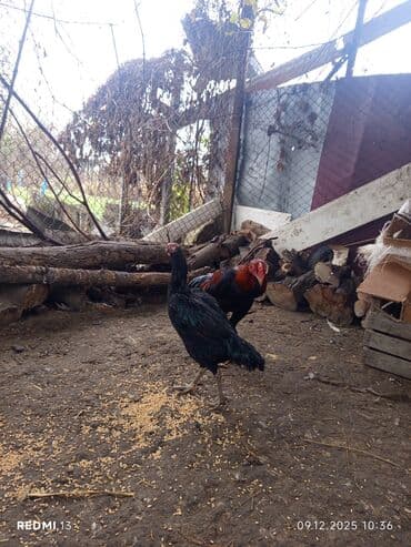 Gəmiricilər: Heyratı xoruz toyuq cüt — 3