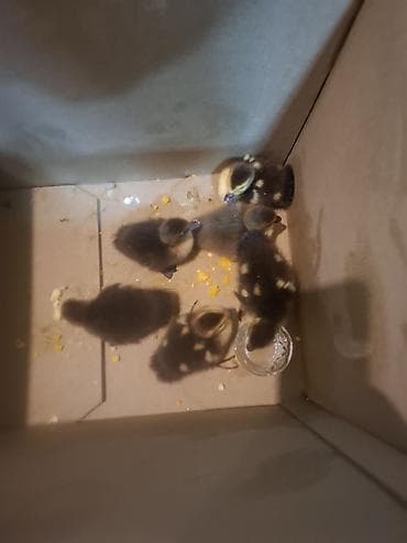 cuce adi: Dişi, | Lal ördək, Ətlik — 3