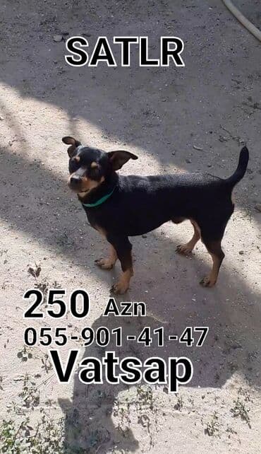 кане корсо цена: Məhsul: Kiçik ölçülü it (qara-qəhvəyi rənglərdə), yaşıl yaxalıqla — 1