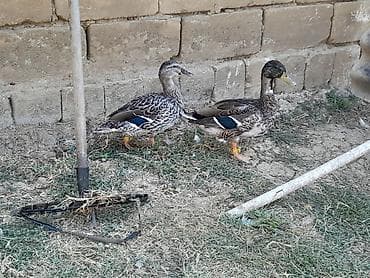 zümrüd ördək: İki Boz Çöl Ördəki Satılır Biri erkəy Digəri İsə Dişi — 1