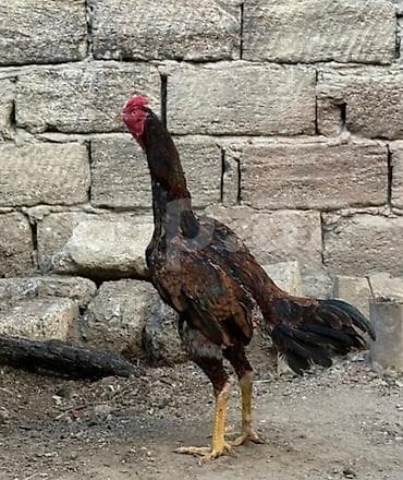 bildircin satisi: Heyvan 2yaş tamamdi temiz toyuq tukdu cinsli qanli heyvandi heyet — 4