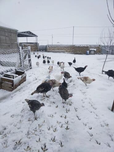 heyvan yemlərinin satışı: Yerli hinduşqalardı. Damazlıq fərələr var hal hazırda xoruzda olanları — 4