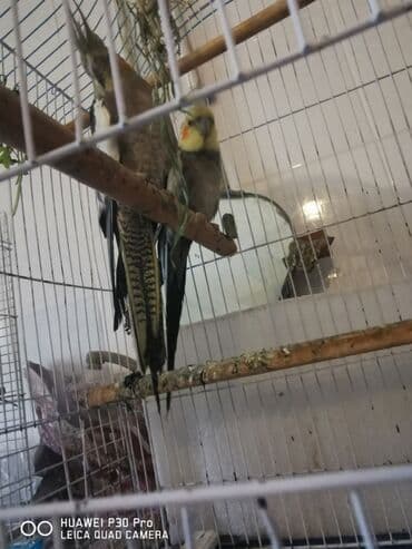 Məhsul: Nimfa tutuquşuları (cüt və qəfəs ilə) Təsvir: - Şəkildə