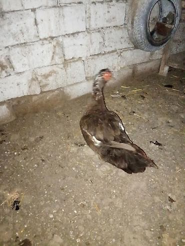 bulbul quşu: Erkek 1yas4ayliqdi real aliciya endirim.olacaq ünvan Bakı kurdaxani — 1