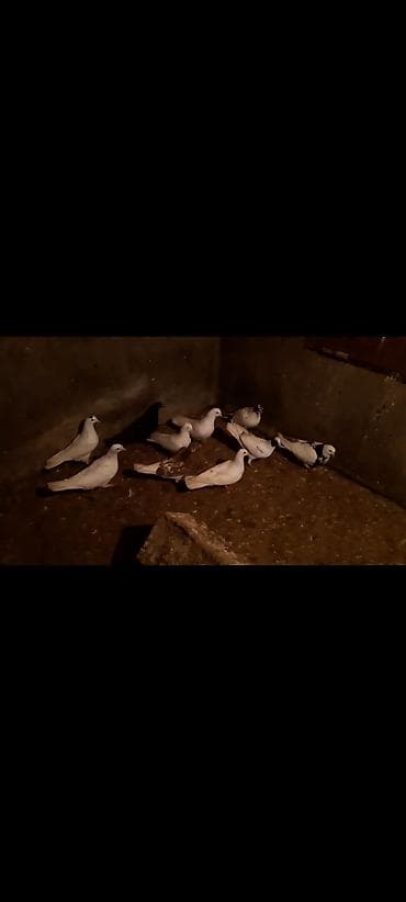 qasqaldag qusu: Məhsul: Evdə saxlanılan göyərçinlər dəsti Təsvir: - Şəkildə bir neçə — 3