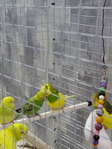 кольчатый попугай цена: 1 ədəd - 20 manat Sevgi və qayğı göstərə biləcək insanlara dalğalı — 9