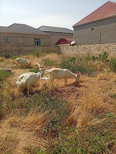 Südlük keçilər – 3 baş TAM SAF KAN MACAR SANEN KEÇİLERİ KULAKLARINDA — 10