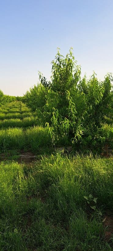 agac sekilleri: Sıralı şəkildə əkilmiş, bol meyvəli şaftalı ağacları. Ağaclar düzgün — 2