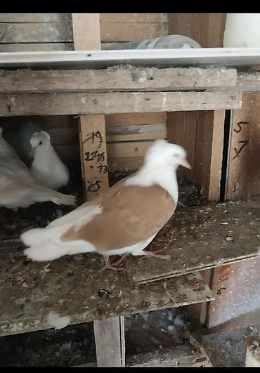 turac qusu: Salam erkey heşterxan quşu maya bakı cinsi 1 cüt keven bala ve 1 cütde — 5