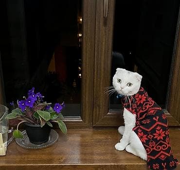 it satiram 50 manat: Yastıqulaq Scottish Fold pişiyi. Qarışıq sort deyil. Şəkildə tükləri — 2