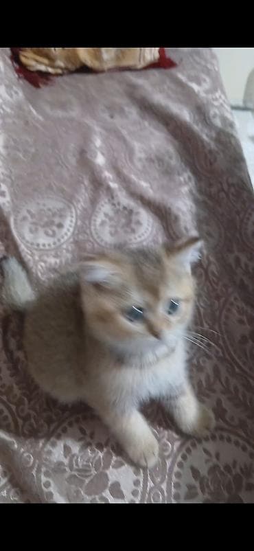 meymun balası: Britan — 1